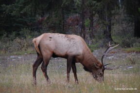 Elk-Bulle (Wapiti)