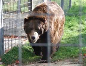 Grizzly im BC Wildlife Park in Kamloops