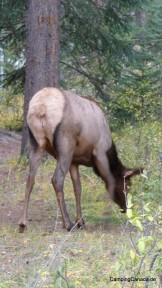 Wapiti-Kuh (Elk) auf dem Whistler-Campground in Jasper