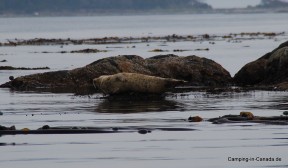 Harbor Seal (Seehund, auch Rock Sausage genannt)