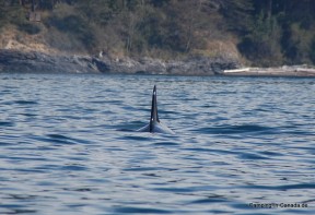 Orca im Küstengewässer vor San Juan Island