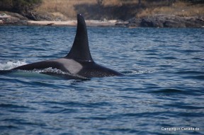 Orca im Küstengewässer vor San Juan Island